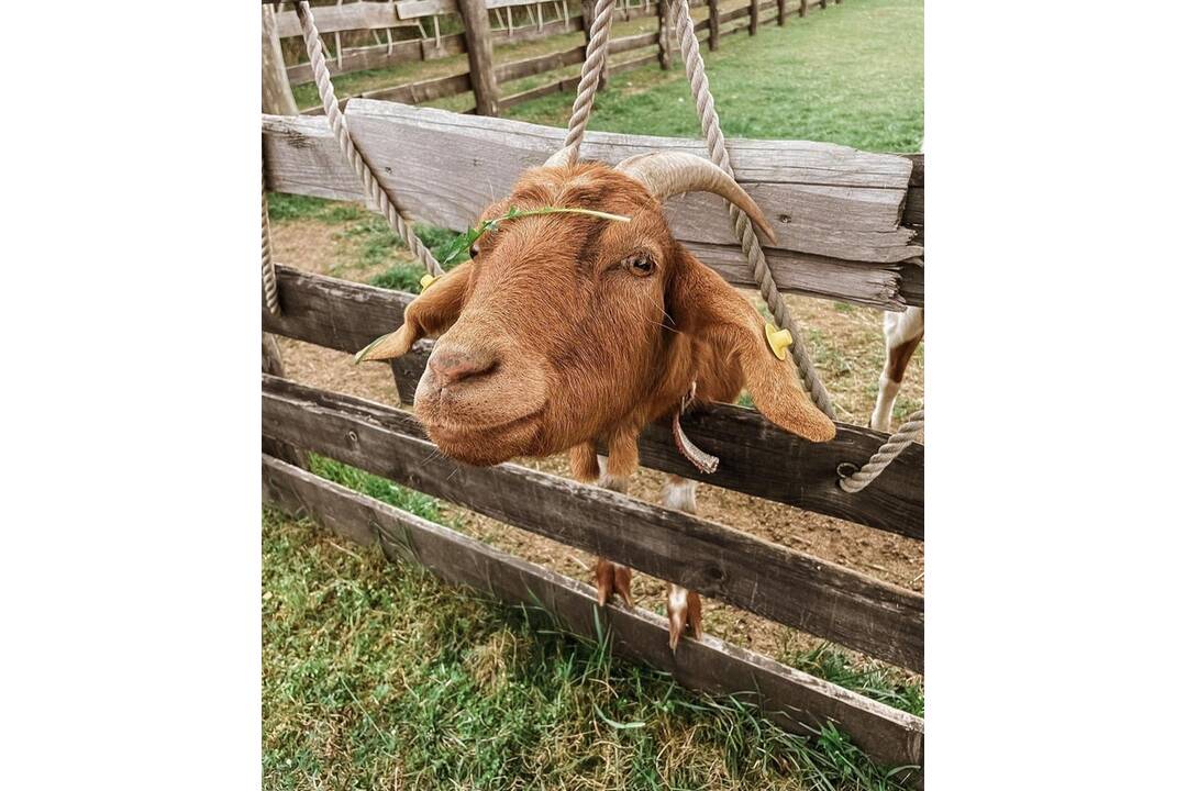 FOTO: Zvieratká nachádzajúce sa na farme v Šúrovciach, foto 2