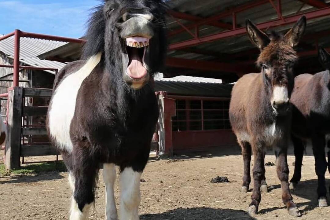 FOTO: Zvieratká nachádzajúce sa na farme v Šúrovciach, foto 3
