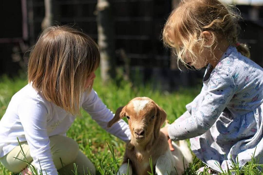 FOTO: Zvieratká nachádzajúce sa na farme v Šúrovciach, foto 4