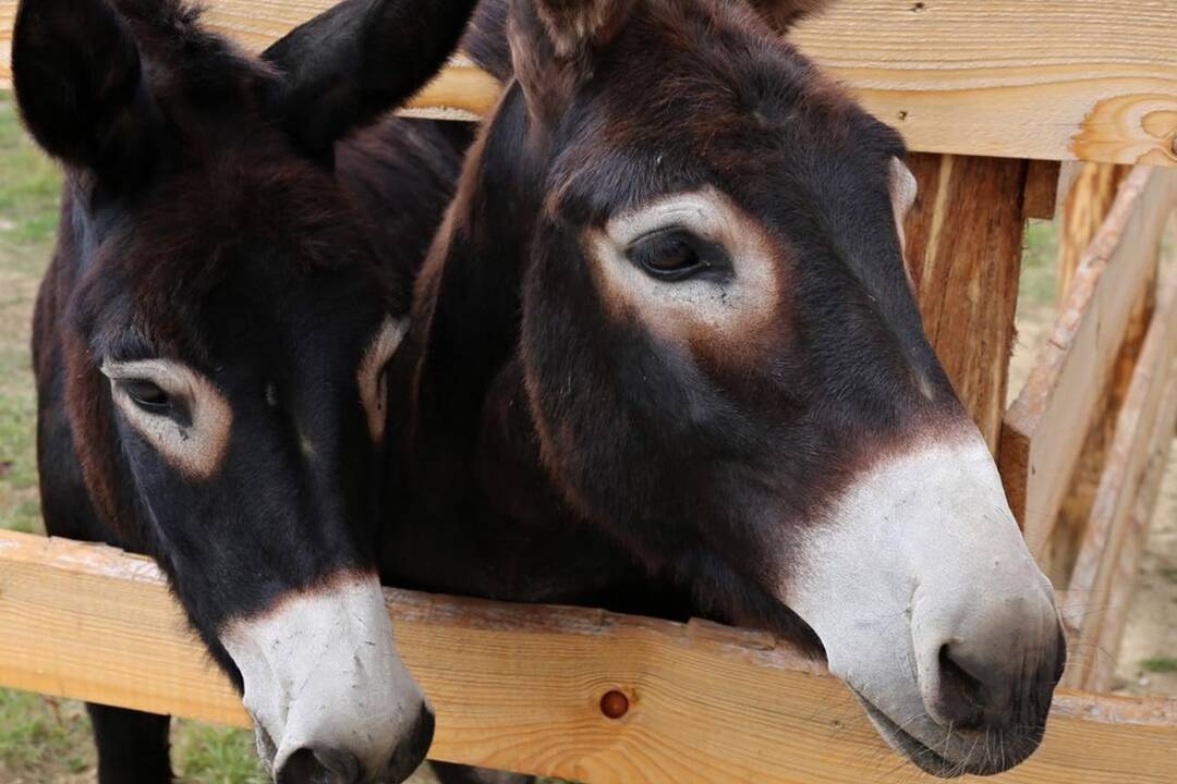 FOTO: Zvieratká nachádzajúce sa na farme v Šúrovciach, foto 5