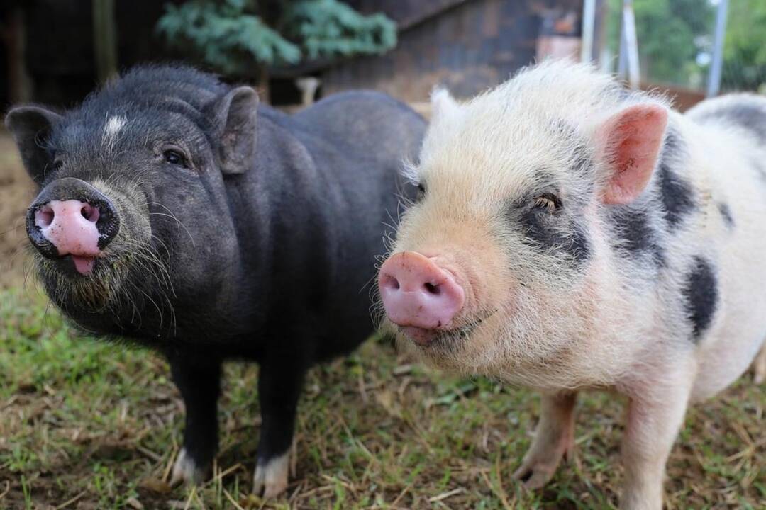 FOTO: Zvieratká nachádzajúce sa na farme v Šúrovciach, foto 6