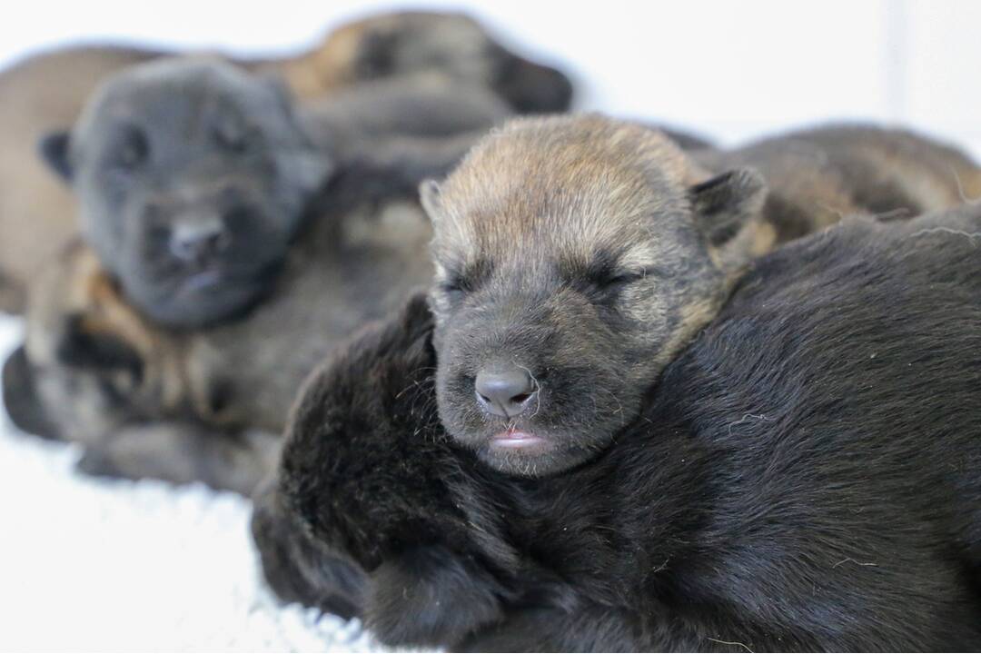 FOTO: Policajným psom sa narodili malinké šteniatka, foto 4