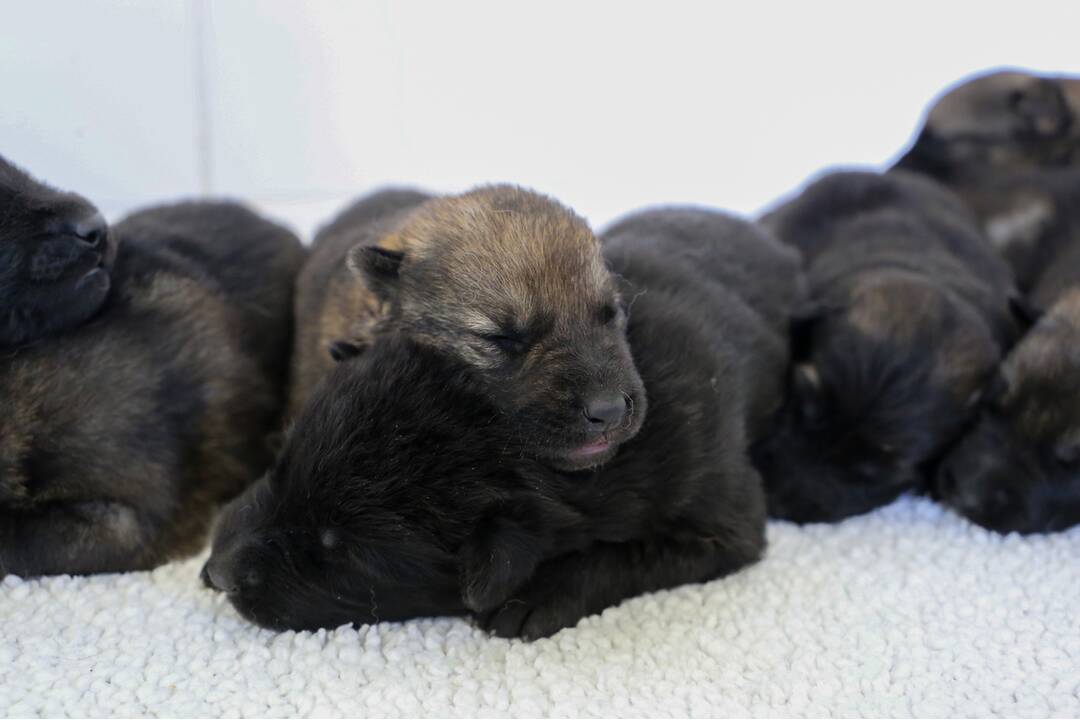 FOTO: Policajným psom sa narodili malinké šteniatka, foto 15