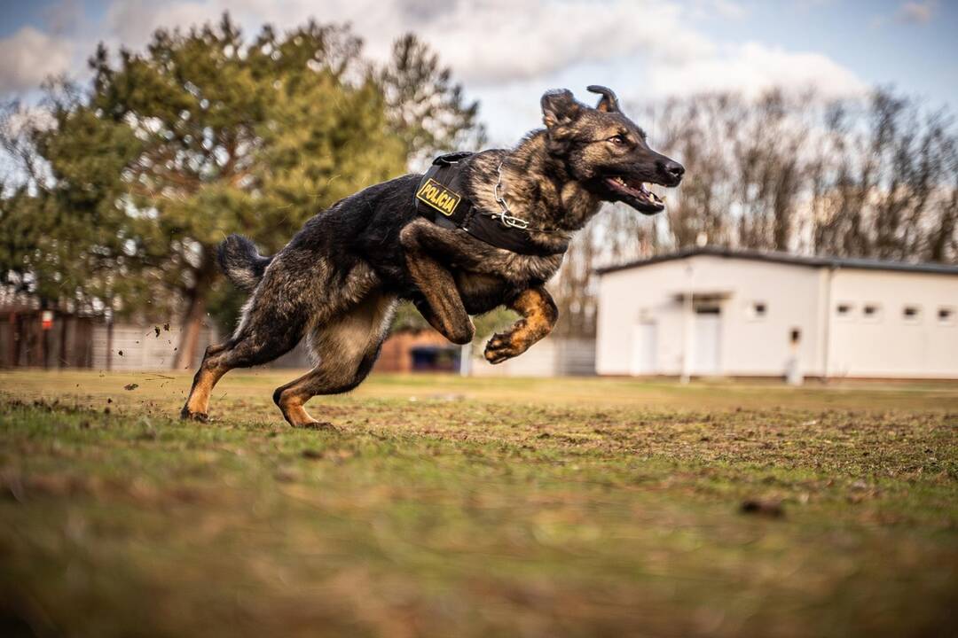 FOTO: Policajný zbor kúpi od chovateľov psy do výkonu služby, foto 1