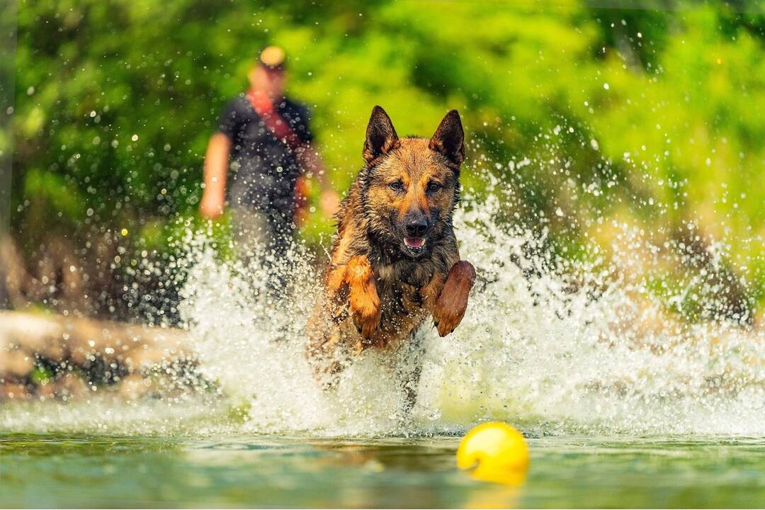 FOTO: Policajný zbor kúpi od chovateľov psy do výkonu služby, foto 6