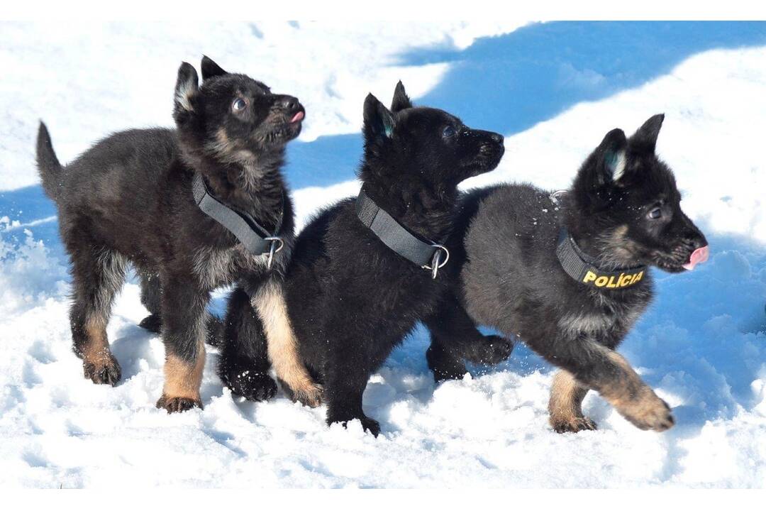FOTO: Policajný zbor kúpi od chovateľov psy do výkonu služby, foto 8