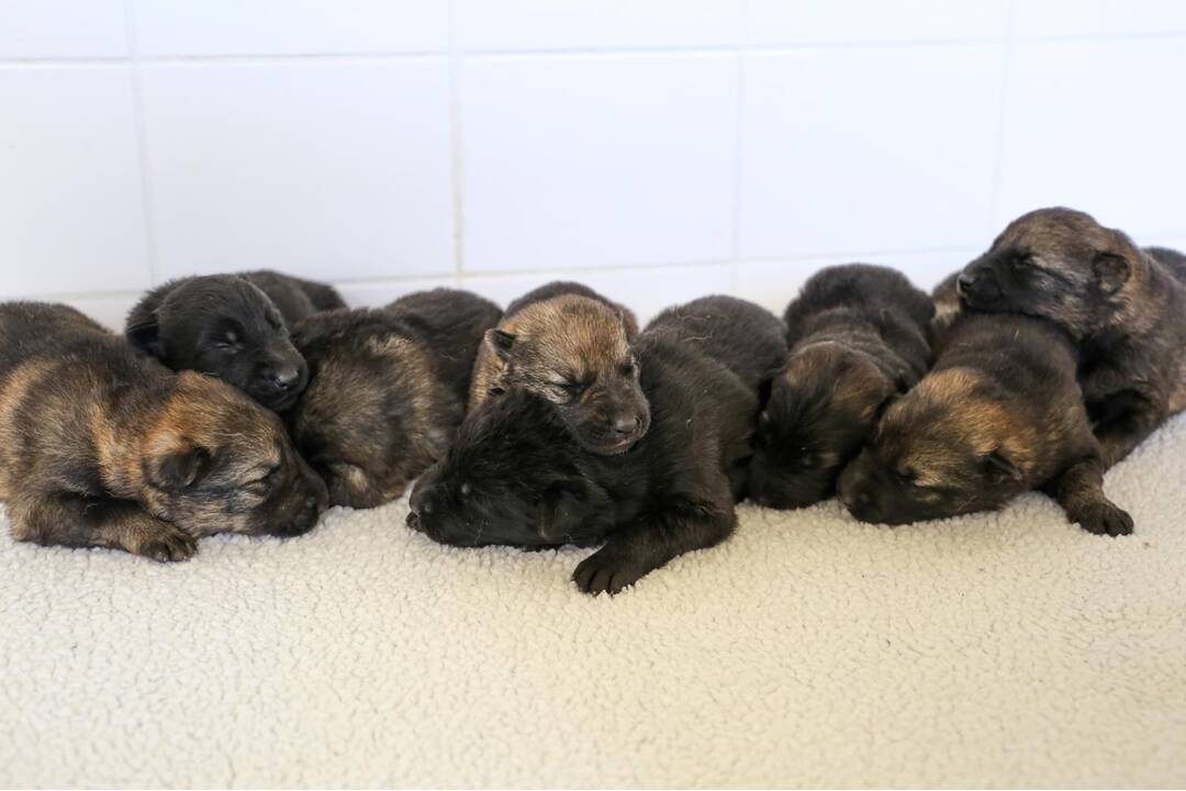 FOTO: Policajný zbor kúpi od chovateľov psy do výkonu služby, foto 9