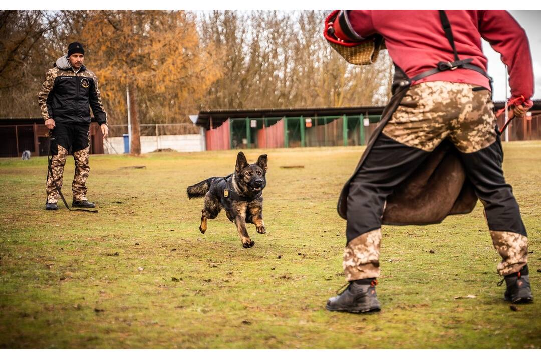 FOTO: Policajný zbor kúpi od chovateľov psy do výkonu služby, foto 12