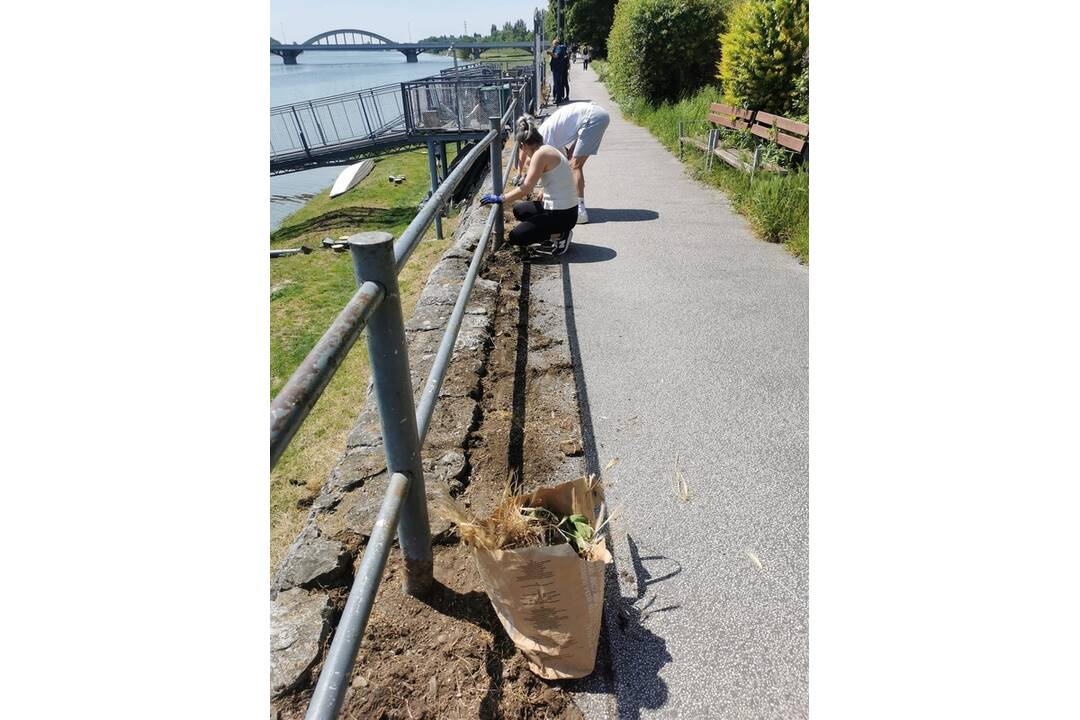 FOTO: Aktívni Piešťanci vyčistili nábrežie od buriny, foto 3