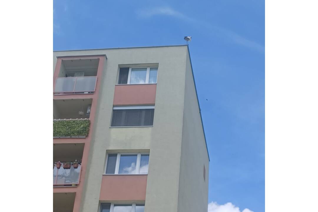 FOTO: Na trnavskom paneláku sa usídlil bocian, foto 1