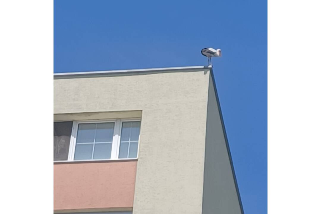 FOTO: Na trnavskom paneláku sa usídlil bocian, foto 3
