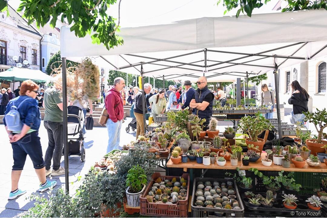 FOTO: Májový kvet 2024, foto 1