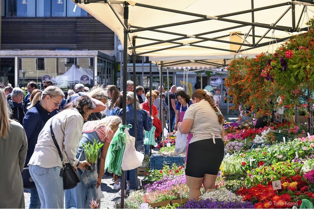 FOTO: Májový kvet 2024, foto 3