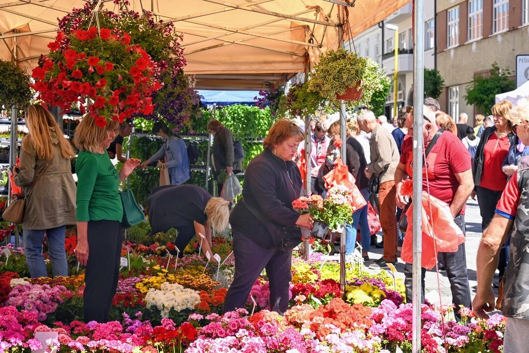 FOTO: Májový kvet 2024, foto 4