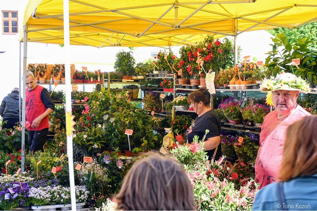 FOTO: Májový kvet 2024, foto 5