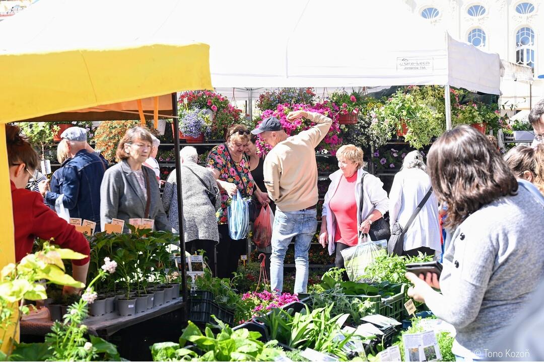 FOTO: Májový kvet 2024, foto 7