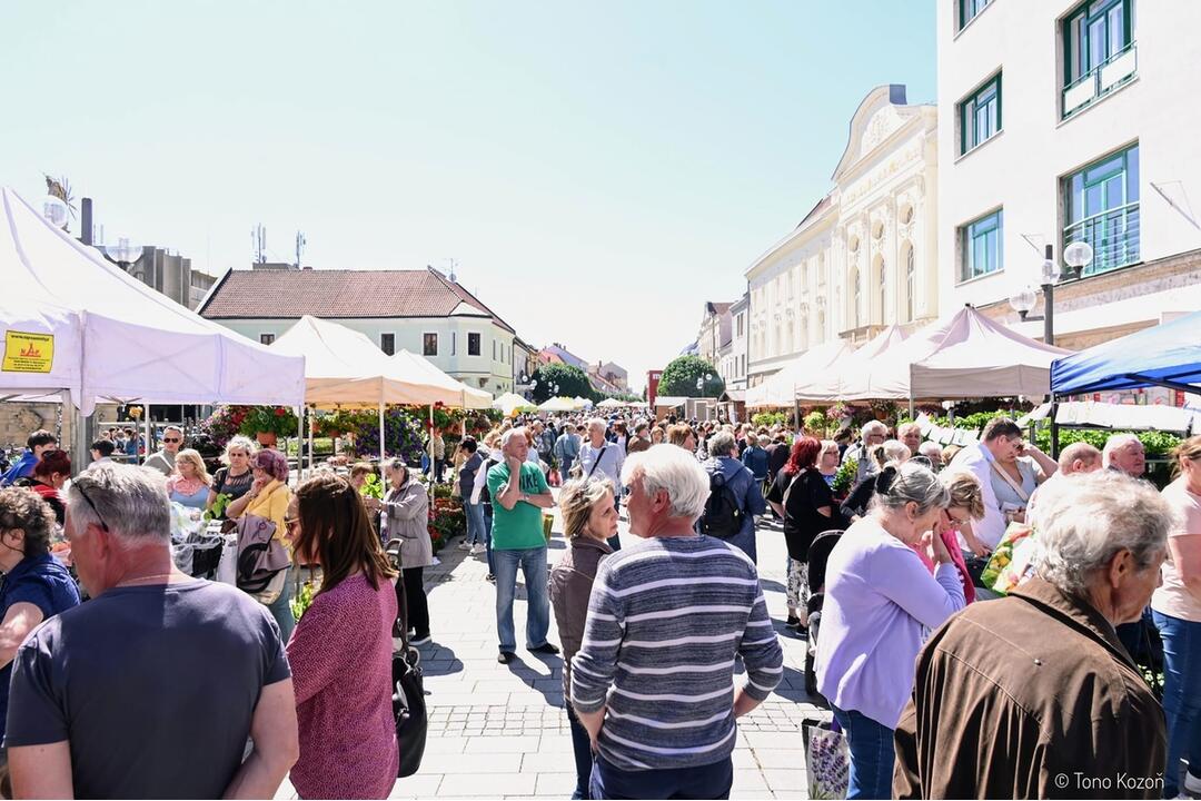 FOTO: Májový kvet 2024, foto 9