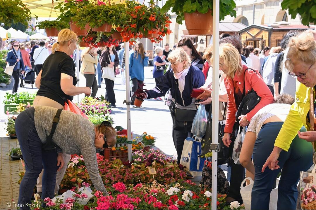 FOTO: Májový kvet 2024, foto 10