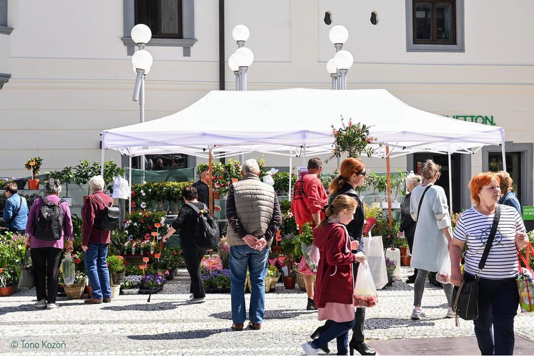 FOTO: Májový kvet 2024, foto 11