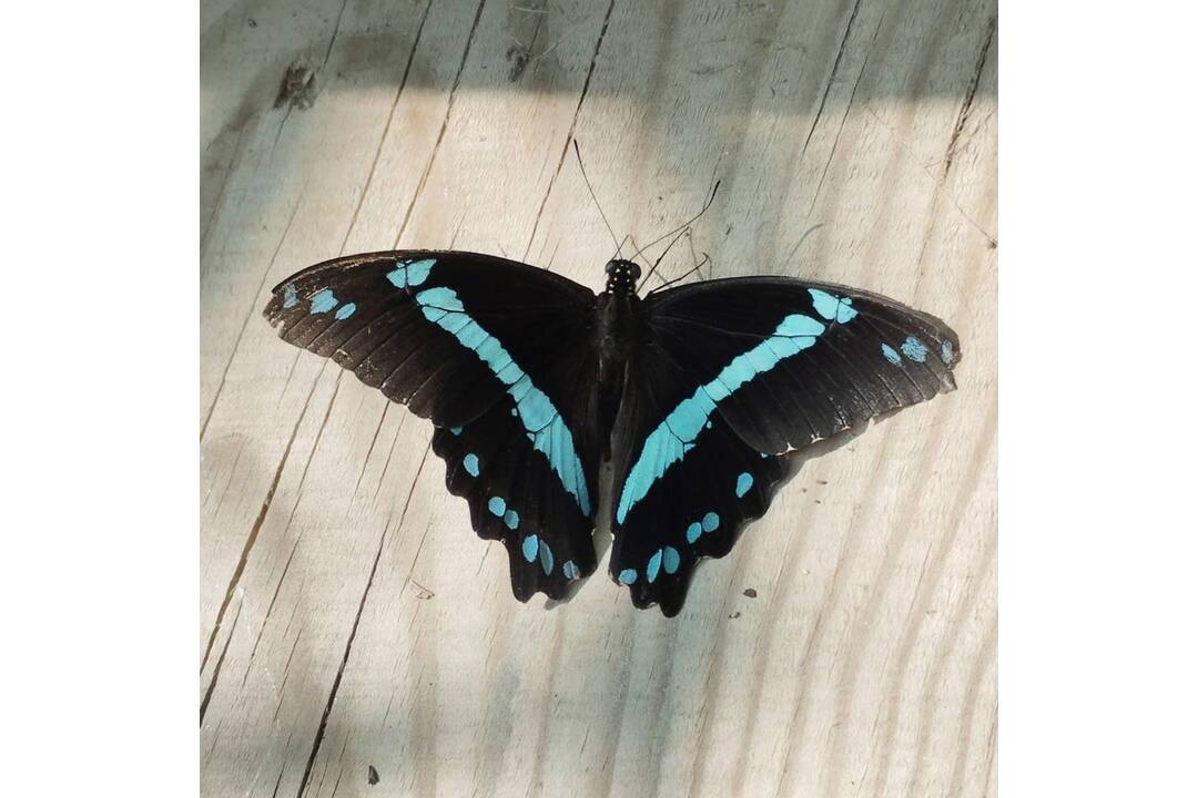 FOTO: Motýlia záhrada vo Vlčkovciach, foto 1