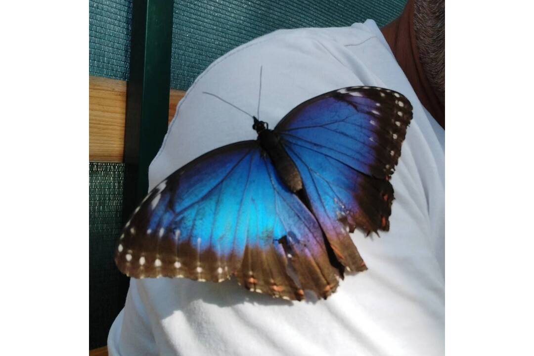 FOTO: Motýlia záhrada vo Vlčkovciach, foto 2