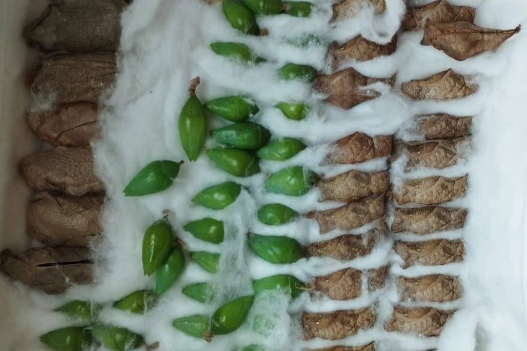 FOTO: Motýlia záhrada vo Vlčkovciach, foto 3