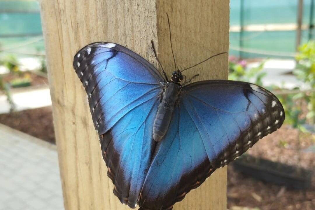 FOTO: Motýlia záhrada vo Vlčkovciach, foto 4