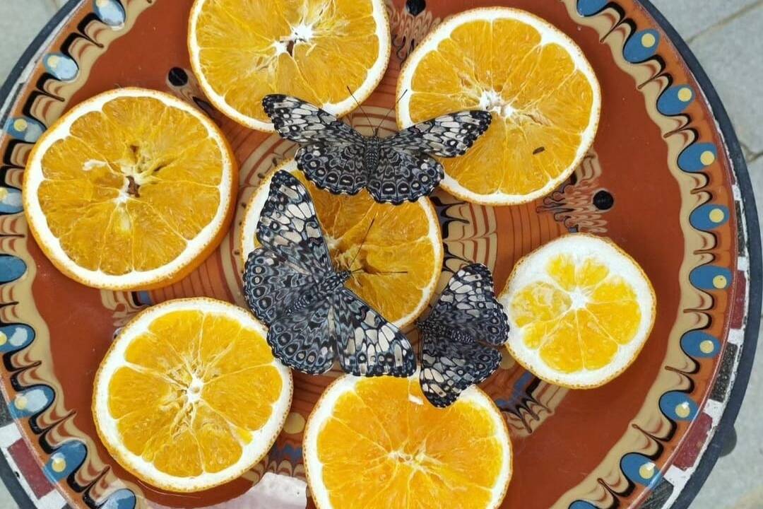 FOTO: Motýlia záhrada vo Vlčkovciach, foto 5