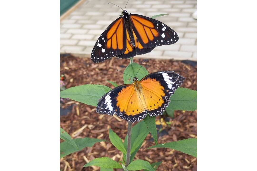 FOTO: Motýlia záhrada vo Vlčkovciach, foto 6