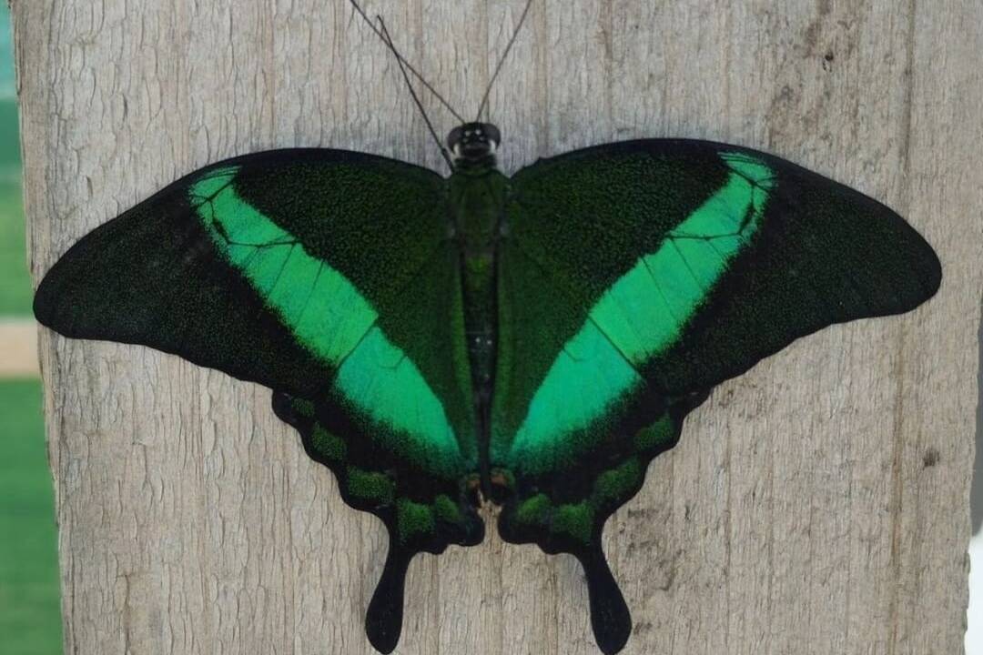 FOTO: Motýlia záhrada vo Vlčkovciach, foto 7