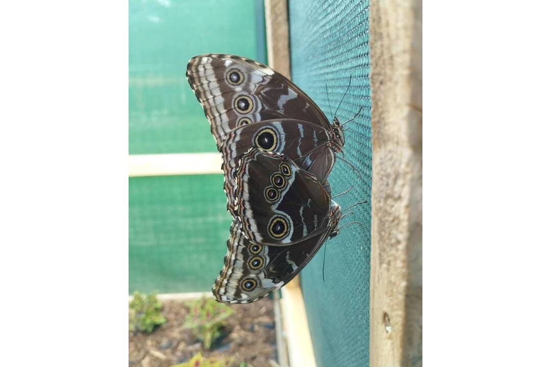 FOTO: Motýlia záhrada vo Vlčkovciach, foto 8