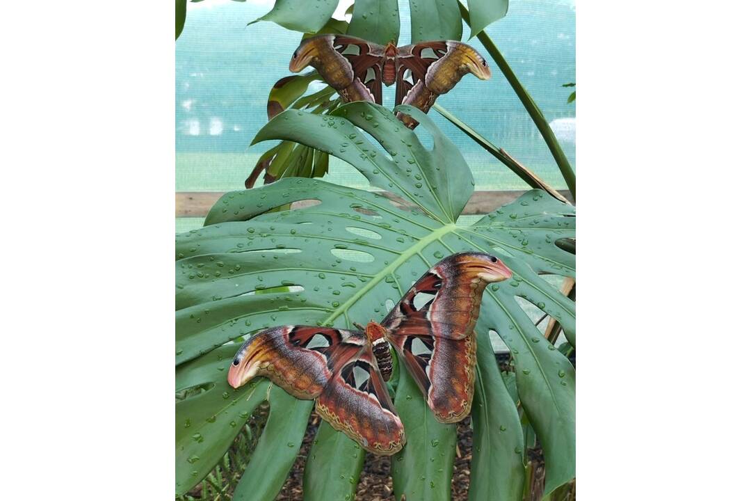 FOTO: Motýlia záhrada vo Vlčkovciach, foto 9