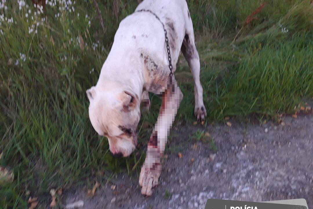 FOTO: Dve osoby z obce Dubovany týrali psa, foto 1