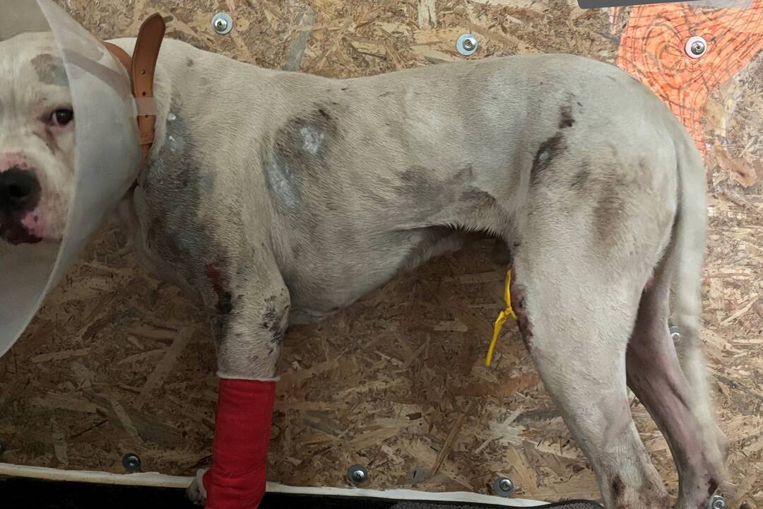 FOTO: Dve osoby z obce Dubovany týrali psa, foto 2