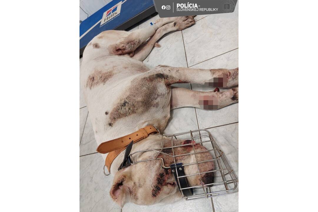 FOTO: Dve osoby z obce Dubovany týrali psa, foto 3