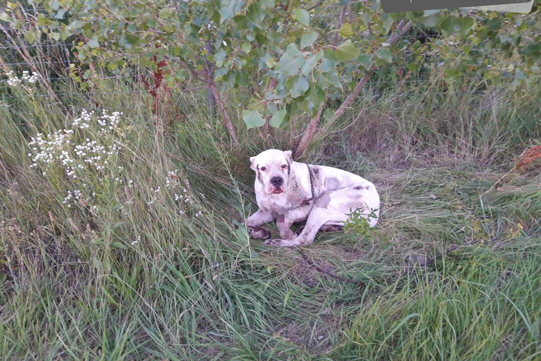 FOTO: Dve osoby z obce Dubovany týrali psa, foto 4