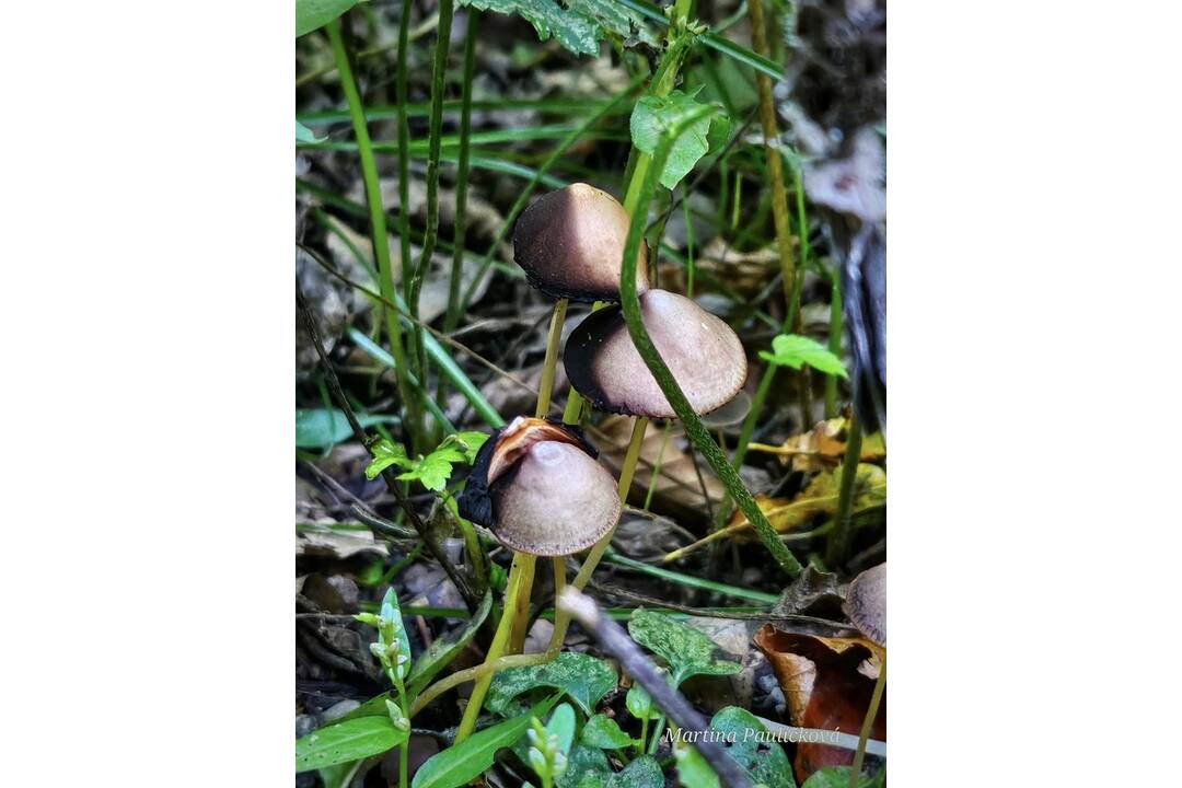 FOTO: Jesenný Majdán, foto 2