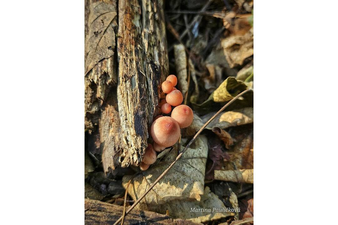 FOTO: Jesenný Majdán, foto 3