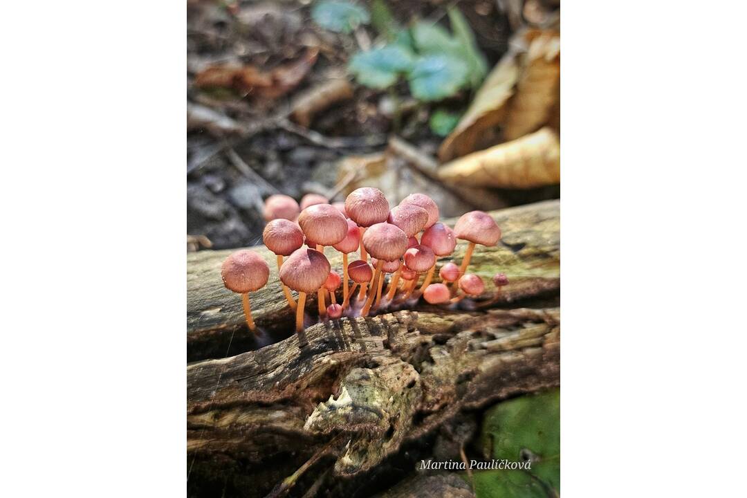 FOTO: Jesenný Majdán, foto 4