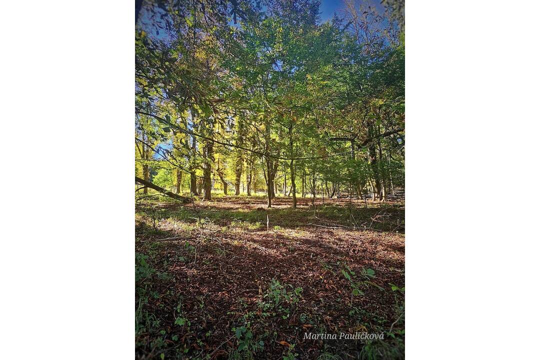 FOTO: Jesenný Majdán, foto 5