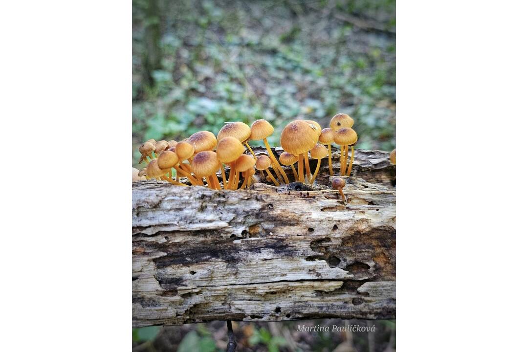 FOTO: Jesenný Majdán, foto 10