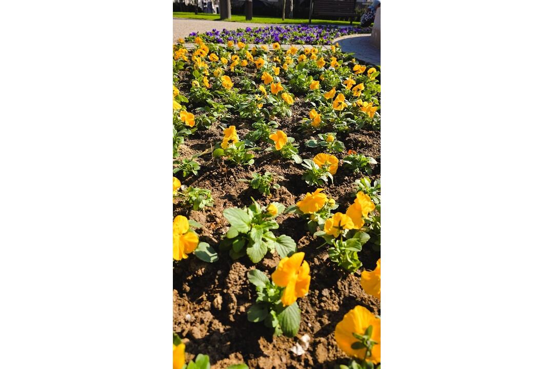 FOTO: Výsadba kvetov v Trnave, foto 1