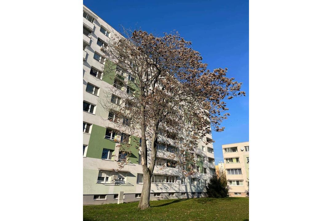 FOTO: Z Trnavy zmizli suché a poškodené stromy, opadané lístie a odpadky , foto 13