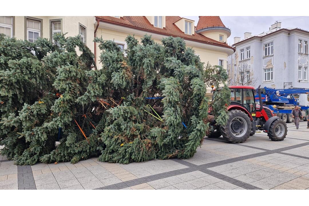 FOTO: Už aj Piešťany majú nový vianočný stromček. Kedy ho rozsviestia?, foto 7