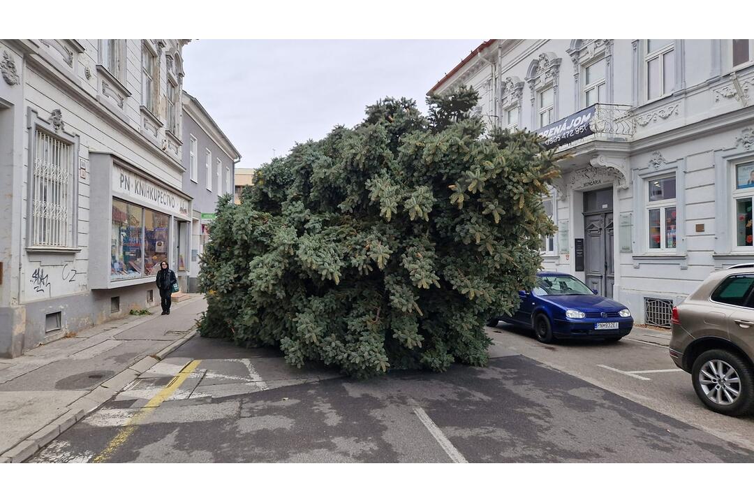 FOTO: Už aj Piešťany majú nový vianočný stromček. Kedy ho rozsviestia?, foto 8