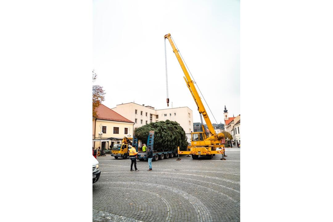 FOTO: Nový vianočný stromček už priviezli do Trnavy. Pozrite si, ako vyzerá, foto 5