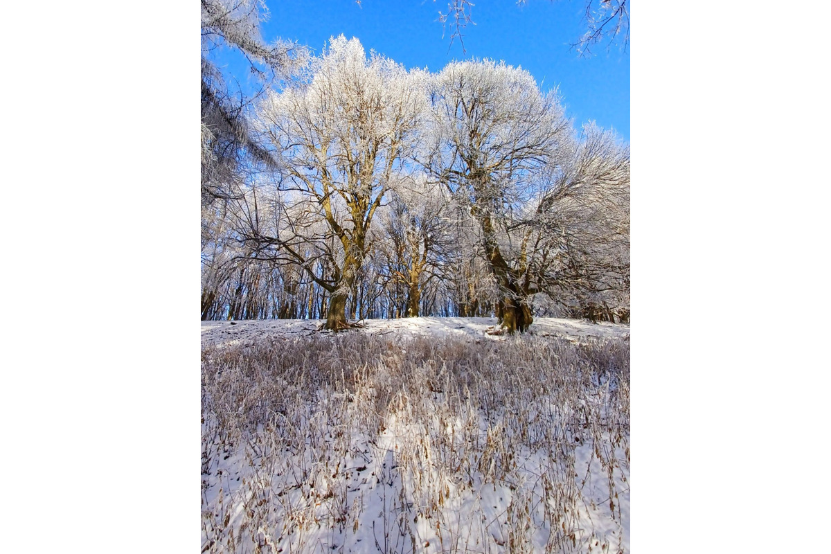 FOTO: Zasnežené Malé Karpaty očami Trnavčanov, foto 2