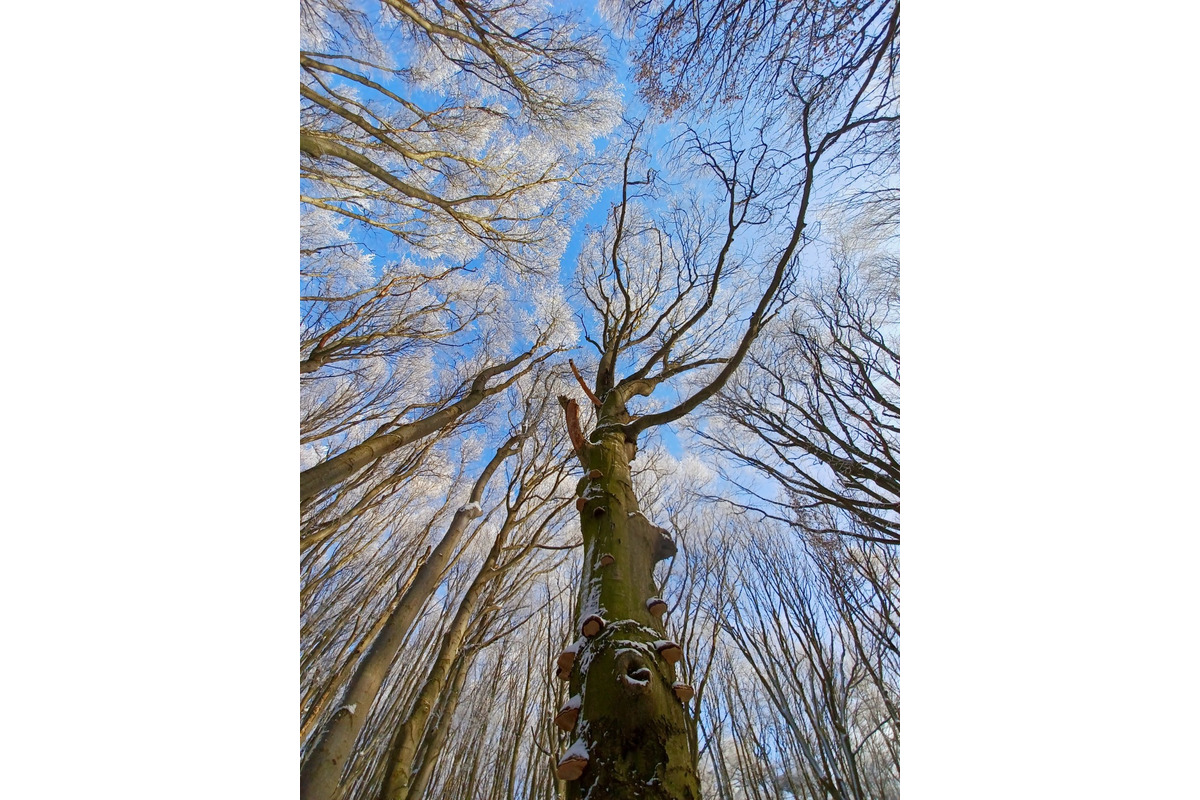 FOTO: Zasnežené Malé Karpaty očami Trnavčanov, foto 7