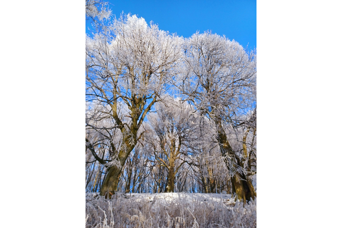 FOTO: Zasnežené Malé Karpaty očami Trnavčanov, foto 8