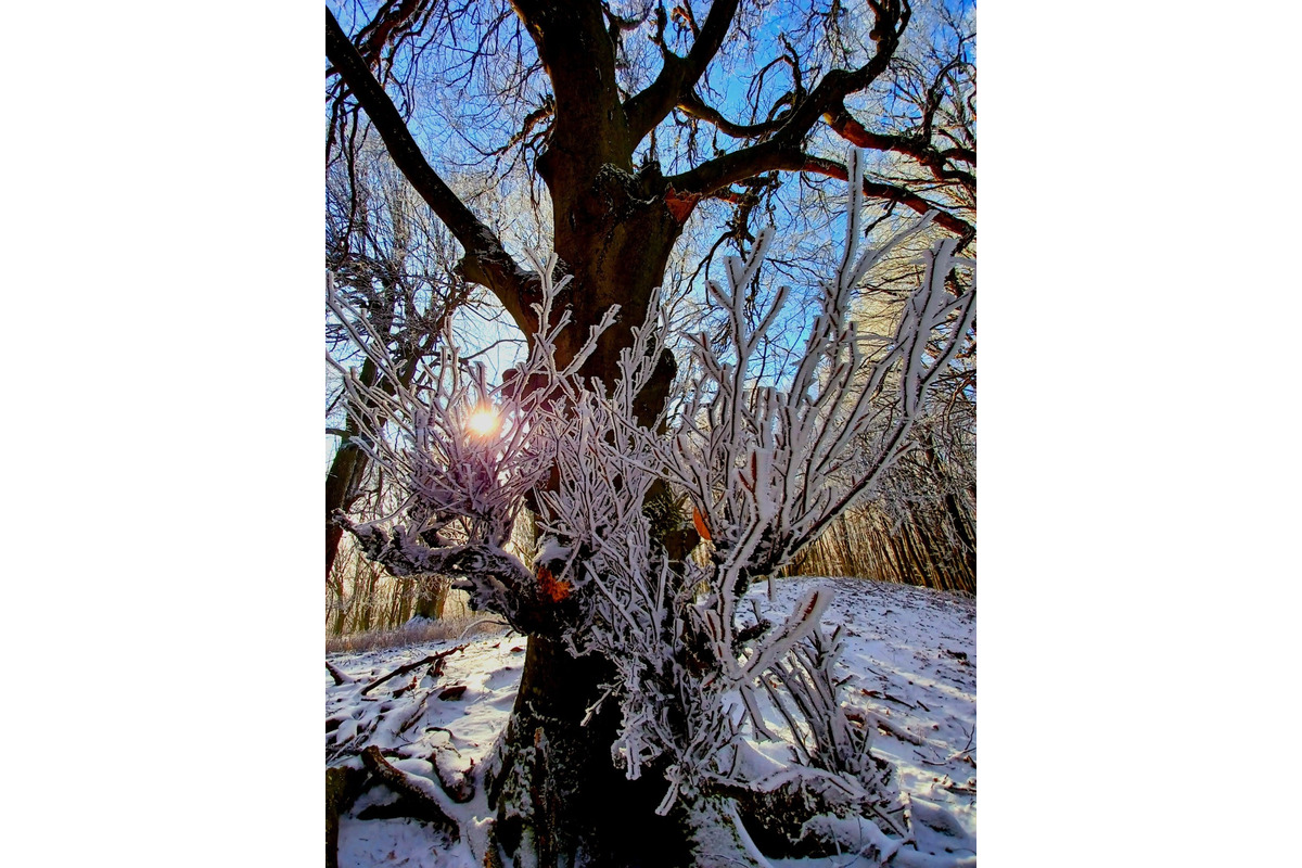 FOTO: Zasnežené Malé Karpaty očami Trnavčanov, foto 10